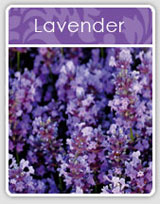 Lavender Incense