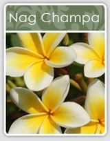 Nag Champa Incense