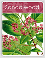 Sandalwood Incense